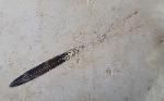 Hibolithes sp. (MONTFORT 1808) - Bild &copy; FossNet FossilienStore